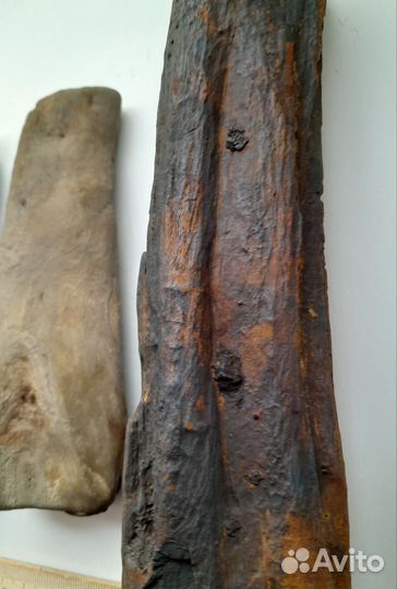 Окаменелое дерево