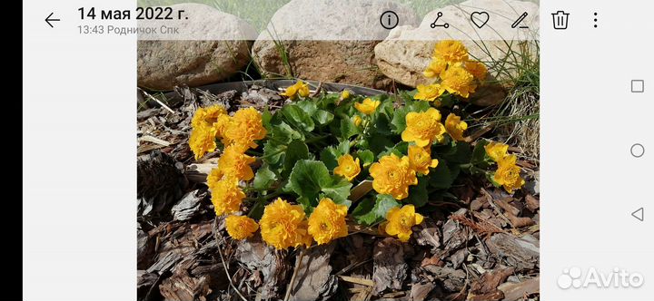 Многолетние, лилейники,монарды, хризант,ирис