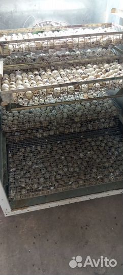 Перепела суточные