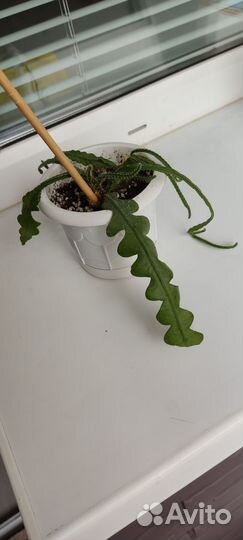 Эпифиллум ангулигер