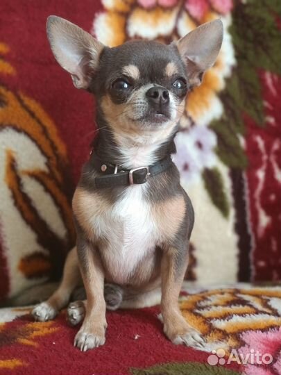 Чихуахуа мини вязка
