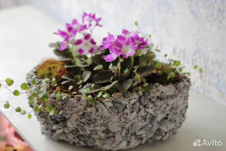 Альпийская фиалка