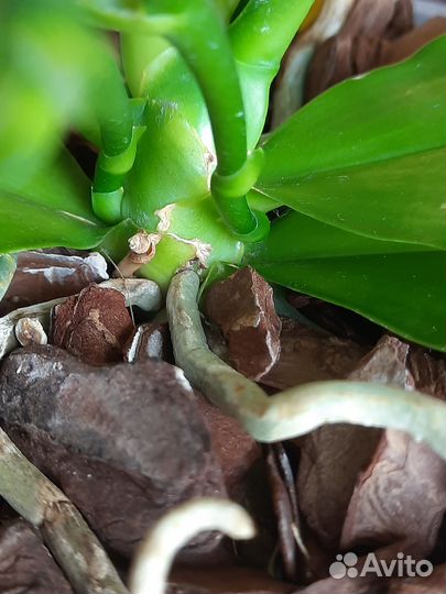 Фаленопсис Mituo посев 0704