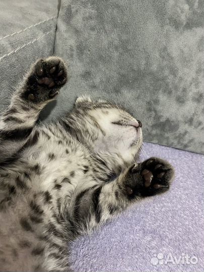 Шотландский вислоухий