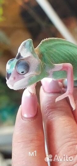 Йеменские хамелеоны, самцы и самки