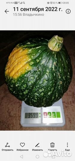 Беби зелёный Хаббард