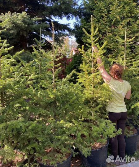 Пихты сибирские 1,5-2,5 м с зкс в горшках 65-90 л