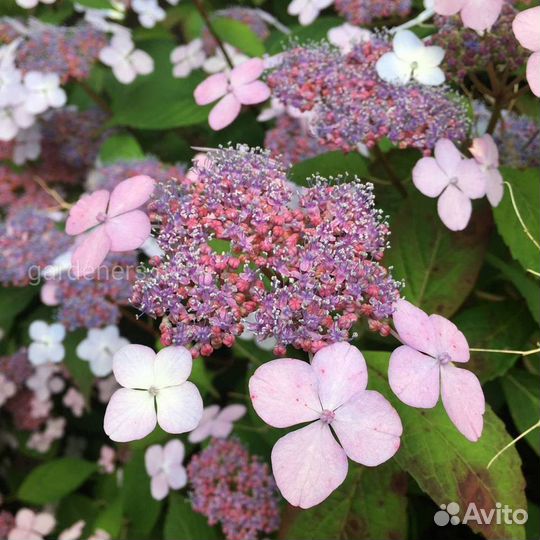 Гортензия пильчатая Блюберд