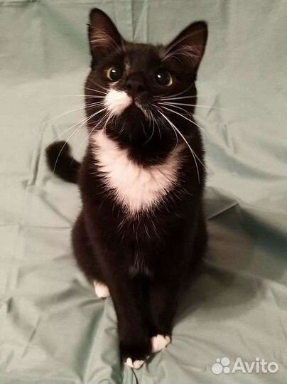 Очаровательный котик Мишка