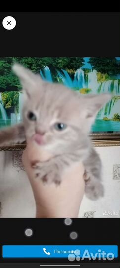 Шотландские котята