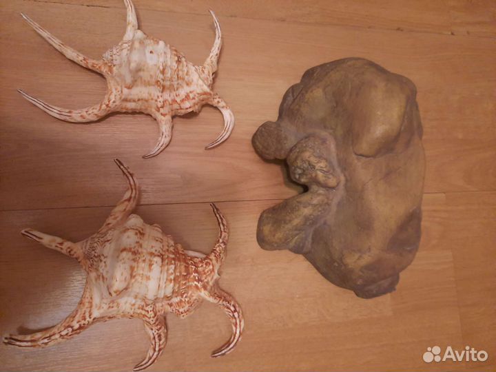 Грот,большие ракушки