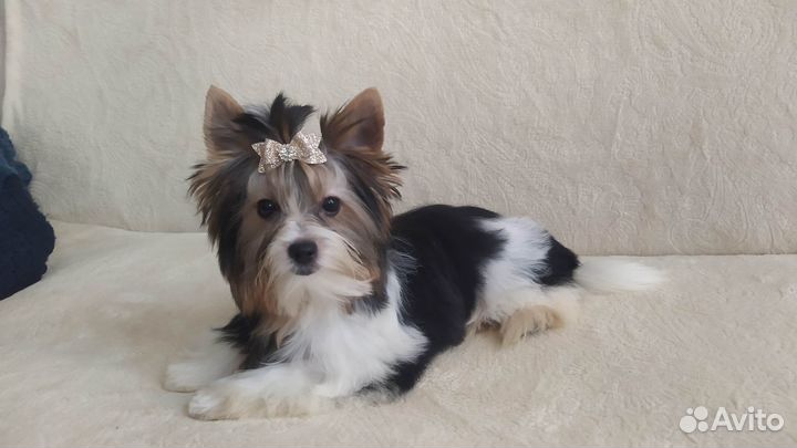 Щенки бивер Йорка