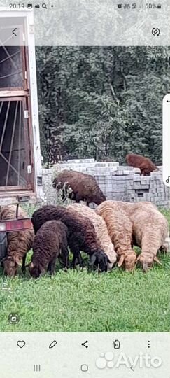 Овцы бараны