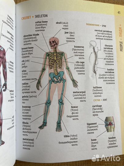 Англо-русский визуальный словарь