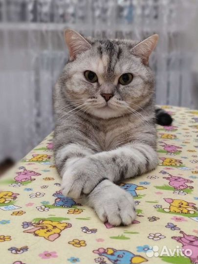 Британская