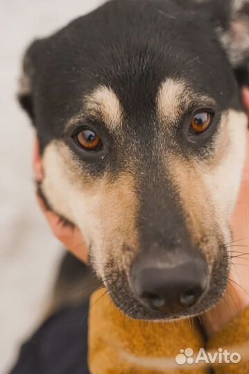 Собака в дар