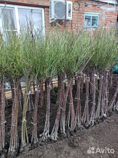 Саженцы роз