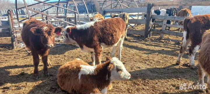 Тёлочки герефорды с документами