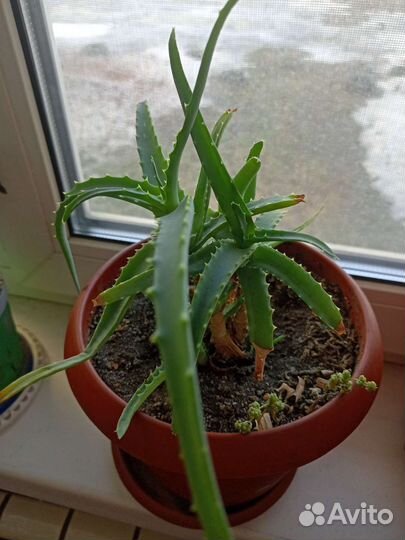 Алоэ лечебный, Каланхоэ лечебное