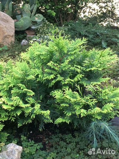 Туи декоративные и много разной красоты