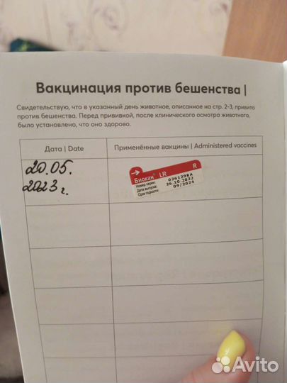 Джек Рассел терьер