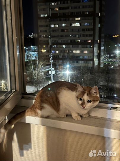 Кошка