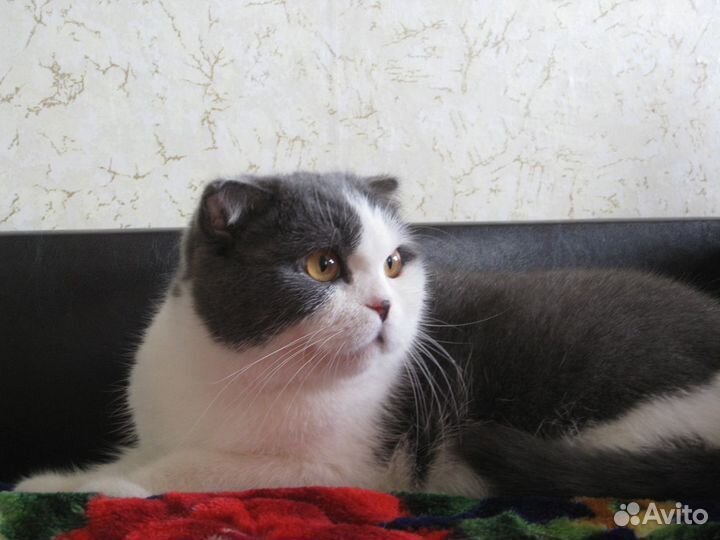 Передержка, выгул Вашего питомца 