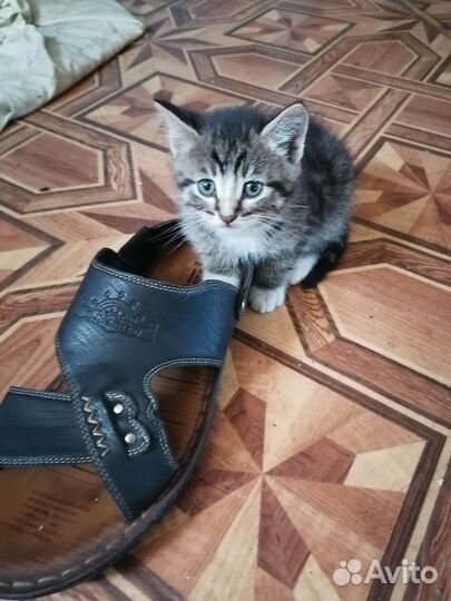 Отдам бесплатно