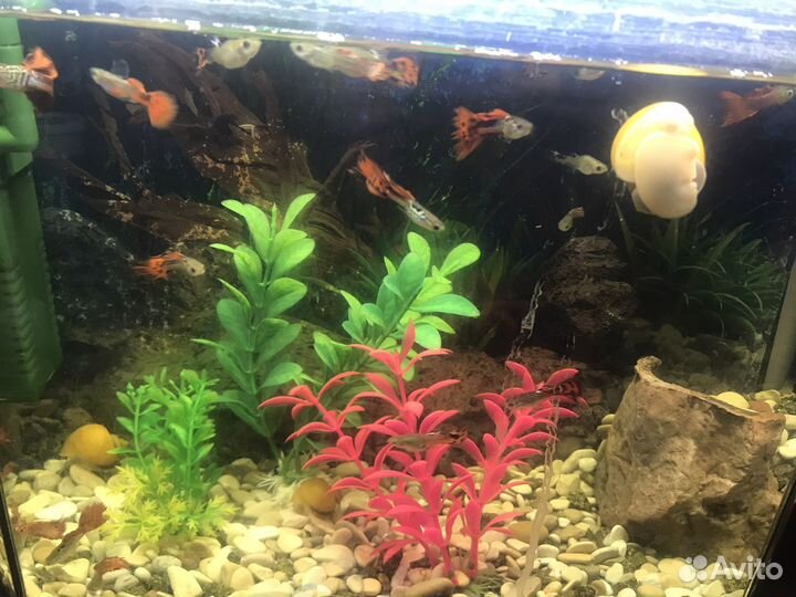 Продам аквауримных рыбок гуппи