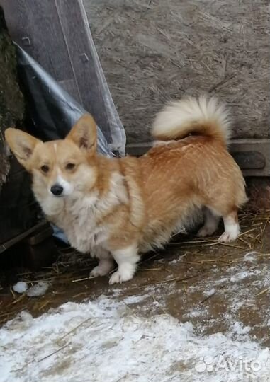 Девочка Корги