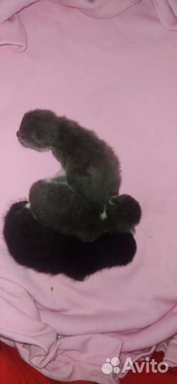 Котятки от домашней кошки мэнкс, 11 июля,3 котёнка