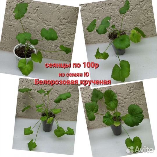 Пеларгония герань сортовая