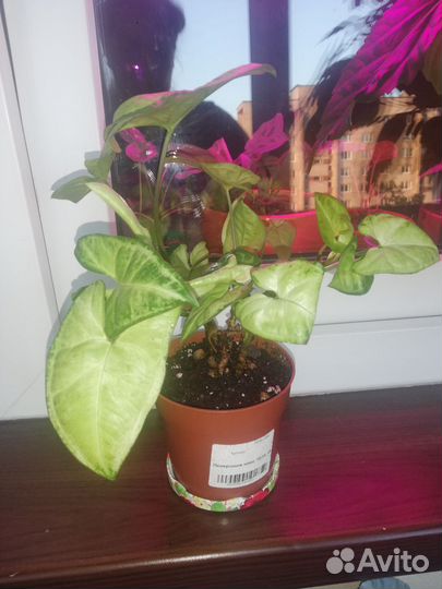 Сингониум Вайт Баттерфляй