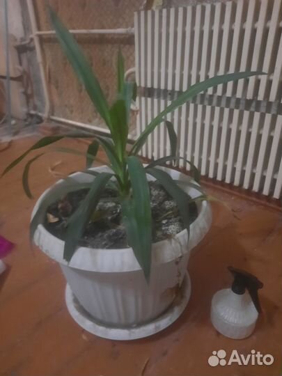 Пальма юкка в горшке