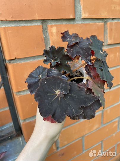 Бегония Black mamba