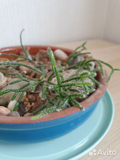 Древесный кактус рипсалис