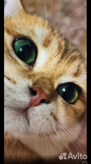 Британский кот золотая шиншилла вязка