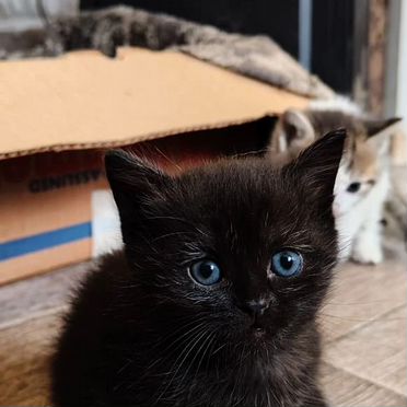 Аравийский мау котёнок