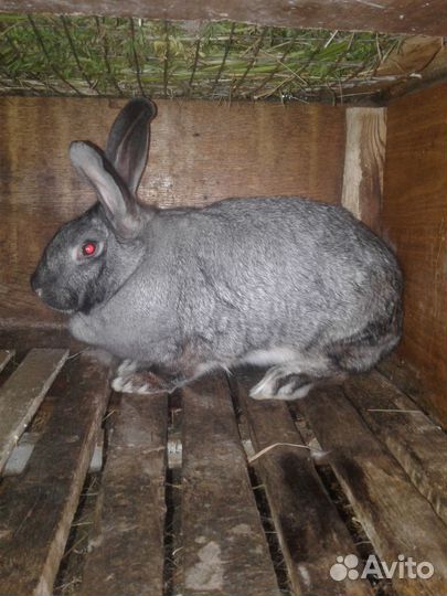 Продам крольчиху