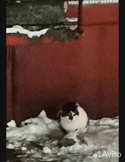 Коты в добрые руки