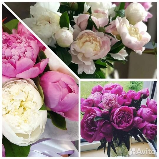 Пионы букеты / пионы оптом / пионы ароматные