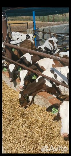 Телята бычки