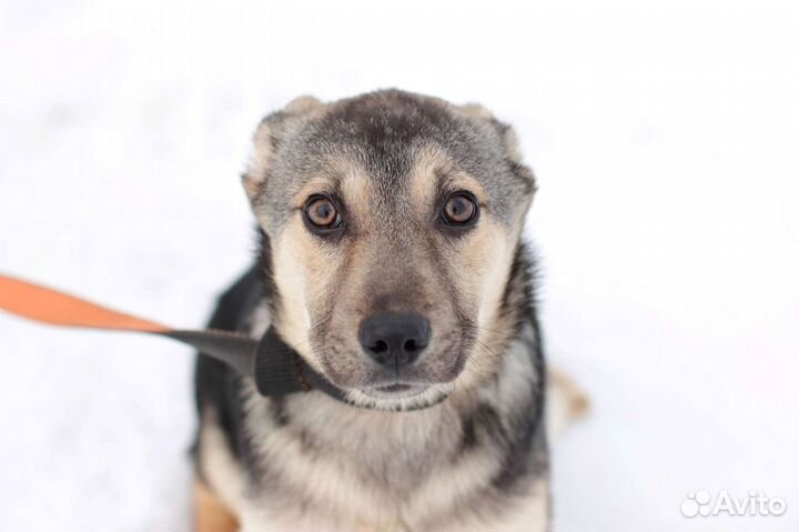 Щенок 4 месяца