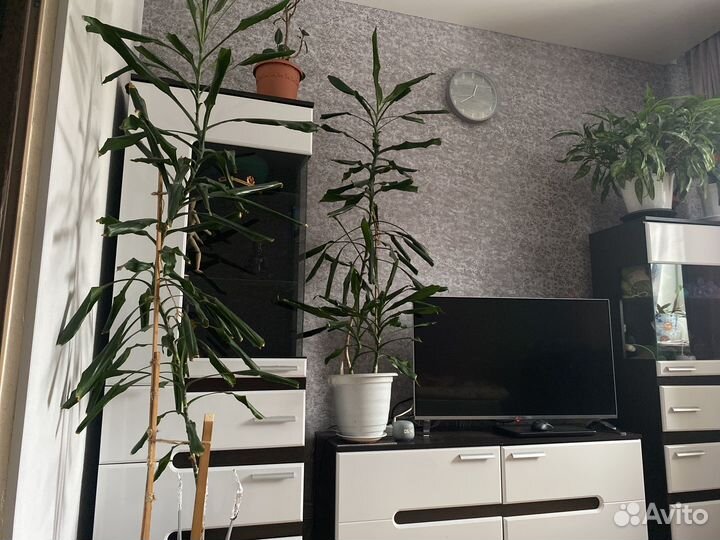 Стенка в гостиную бу