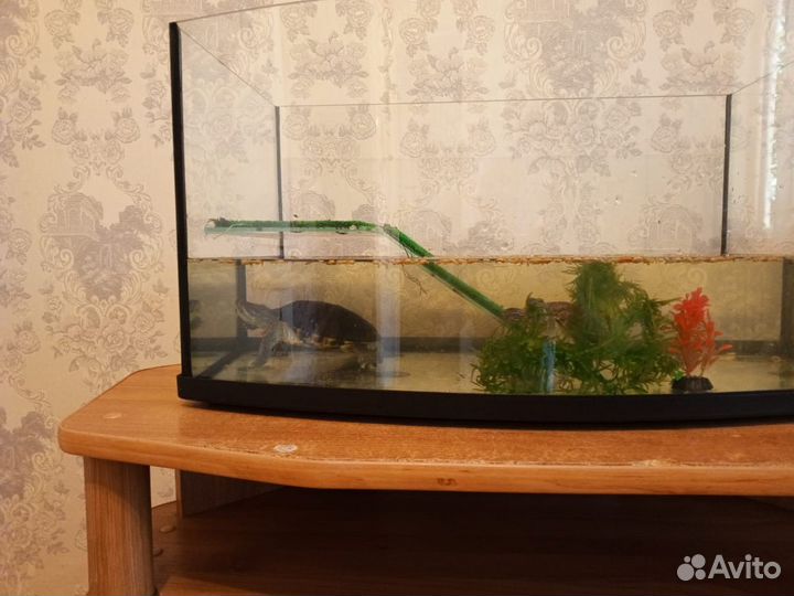 Красноухая черепаха