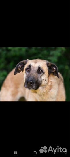 Собака в добрые руки