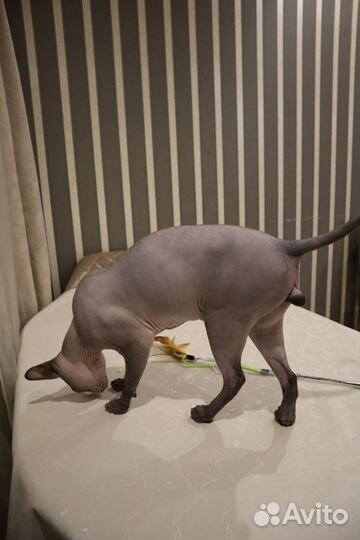 Канадский сфинкс вязка