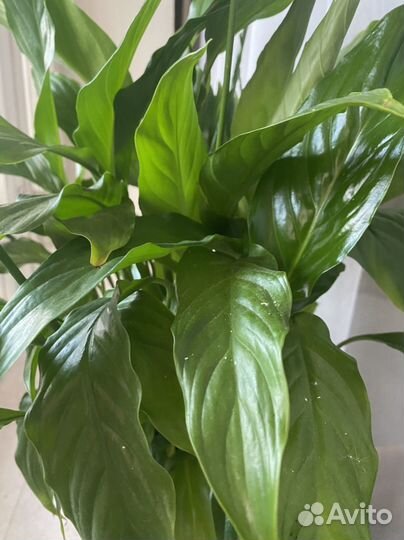 Спатифиллум