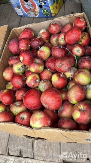 Яблоки сорт женева