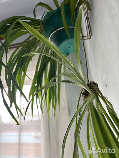 Хлорофитум